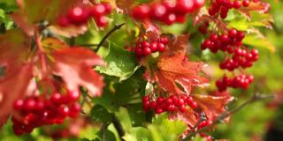 近距离查看4k股票视频片段的明亮的红色秋天浆果生长在树上的花园在乡村。天然植物的背景