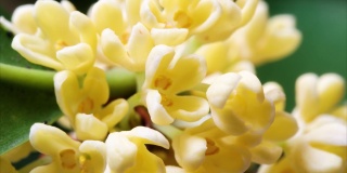 延时镜头拍摄盛开的桂花，从花蕾到盛开，微小的黄花带着甜甜的香味，4k视频放大效果近距离观看。
