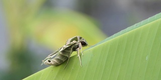 夹竹桃鹰蛾栖息在香蕉叶上。