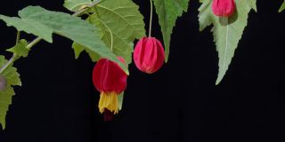 开花的时间推移枫灌木或开花枫树灌木，具有红黄色的鲜花。锦葵科是一种流行的观赏锦葵科。