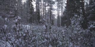 手抖掉森林里一株植物上的第一场雪