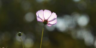 在有风的阳光明媚的日子里，美丽的波斯菊(coreopsis)花田，近距离观察一朵粉红色的花，4k慢动作镜头背光效果。