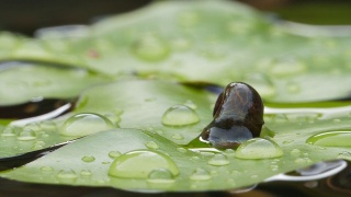 河塘里的蜗牛爬在睡莲的叶子上。视频素材模板下载