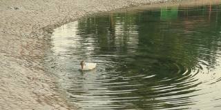阿联酋阿布扎比，一只鹅在池塘里清洗自己