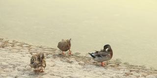 在阿联酋阿布扎比，三只鸭子在池塘里清洗自己