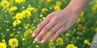 女人的手摸着菊花。