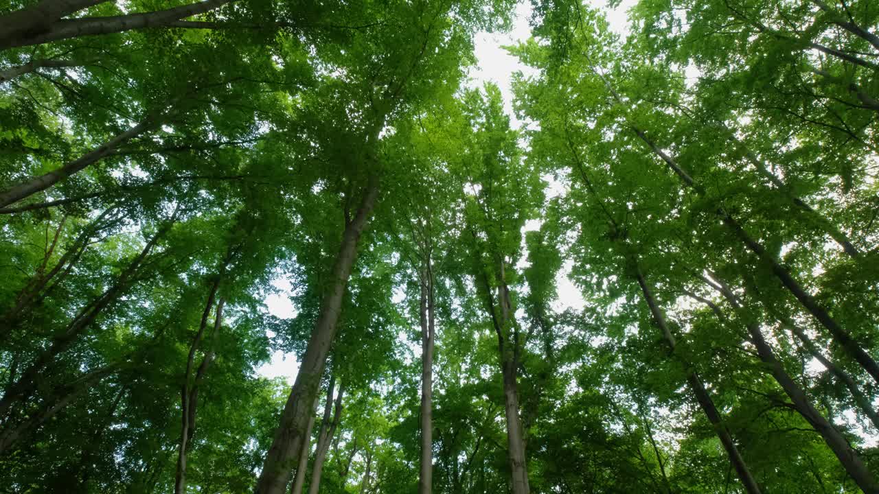 山毛榉林景观