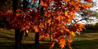 在秋天的森林里，树枝上橘黄色的枫叶在风中轻轻摇曳。温暖的阳光照亮。