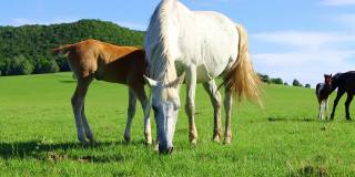一匹白马和一匹小马驹在草地上吃草，可以看到山和森林。