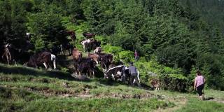 欧洲乌克兰喀尔巴阡山脉的棕色和白色牛群。山谷