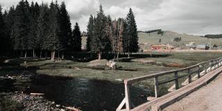 马和羊在乡间的小溪边吃草。无人机视频