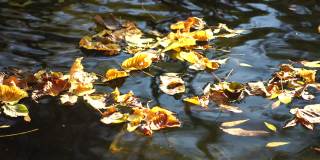 一个平静的淡水河的特写，明亮的秋天落叶。缓慢运动的水面平静地流动与太阳的反射。秋景自然