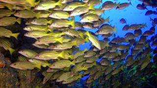 印度安达曼海群岛美丽海底的鲷鱼群。视频素材模板下载