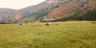 夏天，美丽的马在以山为背景的田野上吃草。无人机视频