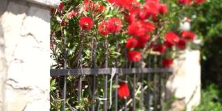 红色的石斛在金属栅栏后开花