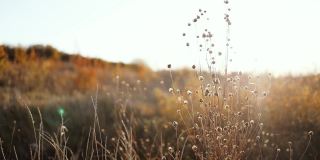 摘要温暖的秋天田野景观与干燥的秋天草在温暖的黄金时间日落