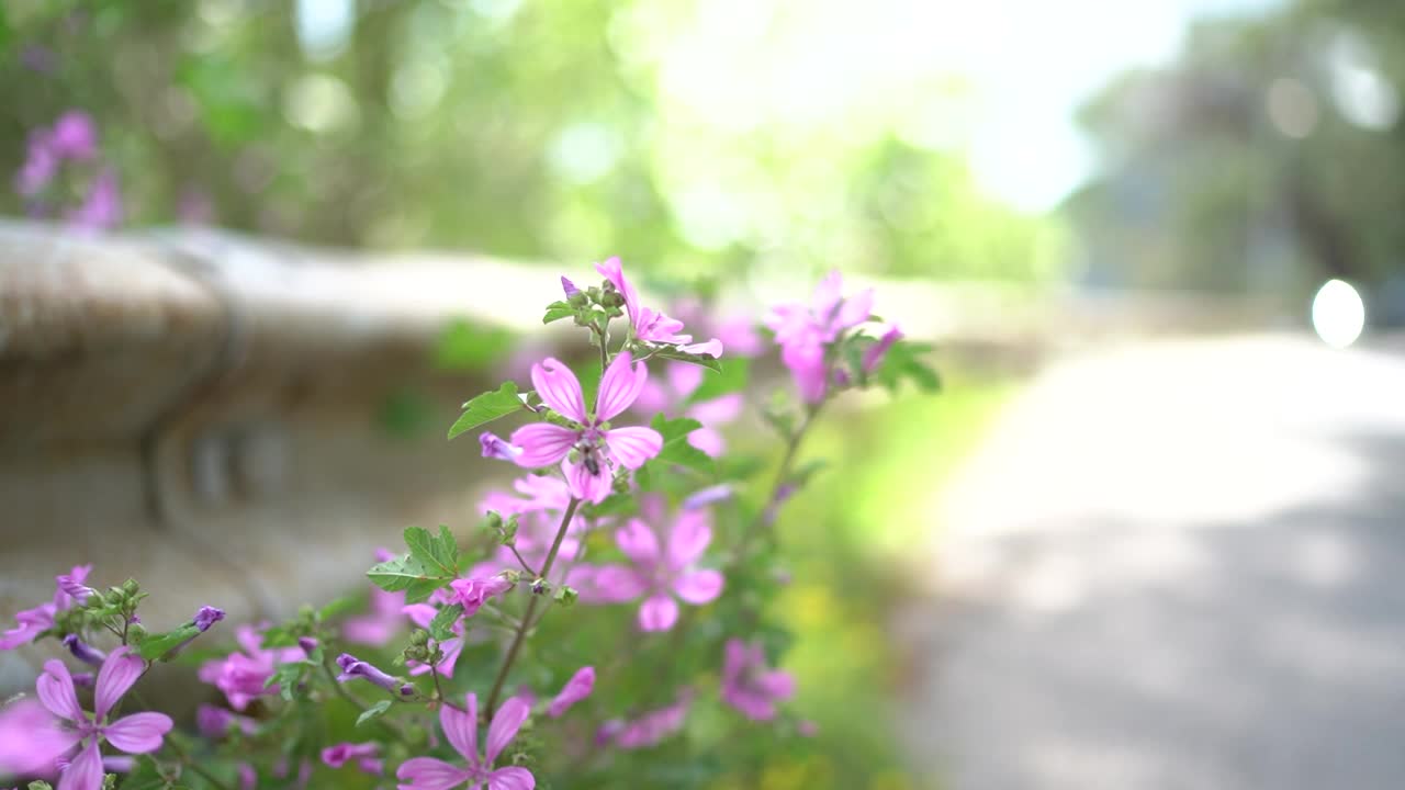 蜜蜂在公园路边的粉红色野花上采集花蜜