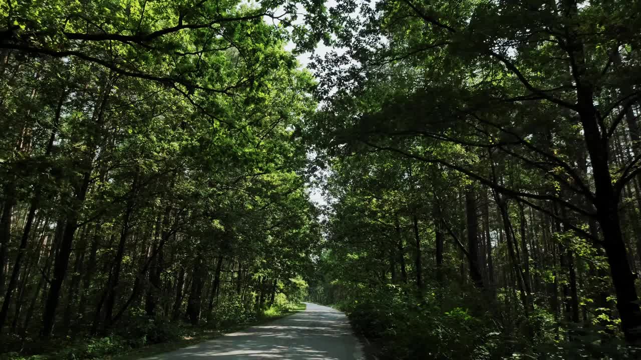 汽车在穿过松林的路上行驶。宽视图画面