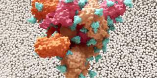 SARS-CoV-2刺突蛋白聚糖盾牌(蓝色)挫败了宿主的免疫反应。冠状病毒结构。
