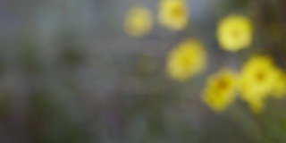 散焦黄色野花背景
