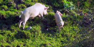 一头大猪和小猪们在山上和田野里吃草。