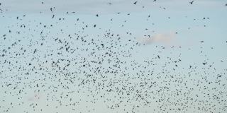 成群结队的数千只椋鸟的剪影。