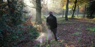 一个年轻人早晨带着他的拉布拉多狗在伦敦埃平森林的树林里散步