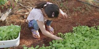 混合亚洲女孩在家庭农场采摘蔬菜，家庭学校蒙特梭利，可持续生活，社会距离的概念