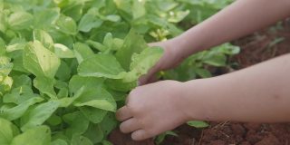 儿童手在家庭农场采摘蔬菜，家庭学校蒙特梭利，可持续生活，社会距离的概念