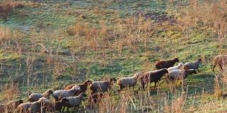 一群羊在山坡上吃草。一群不配对的绵羊和公羊自由地在干燥的高草丛中漫步