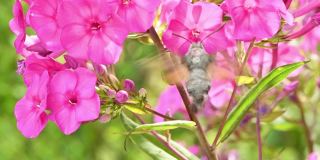 蜂鸟蝴蝶，鹰蛾盘旋在福禄考花上。
