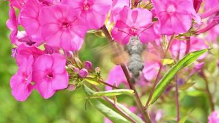 蜂鸟蝴蝶，鹰蛾盘旋在福禄考花上。视频素材模板下载