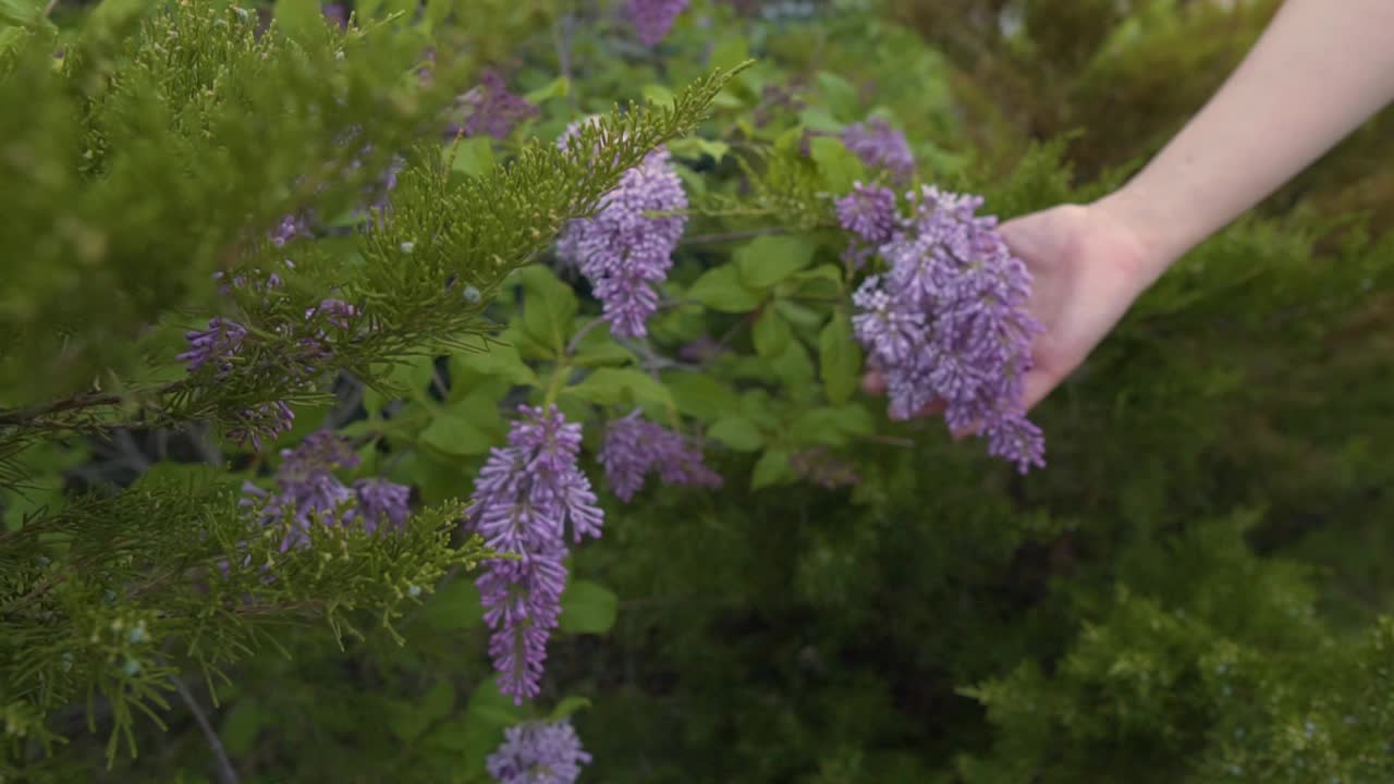 妈妈和孩子的手触摸丁香花。自然的统一与认识的概念。与孩子共度家庭时光