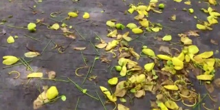 雨后落下的花瓣落在地上