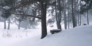 圣诞节期间森林里冬天会下雪