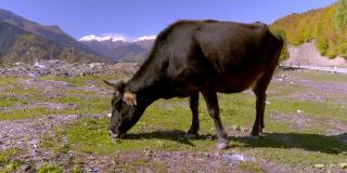 一头黑牛看着相机。佐治亚州的山，斯瓦内蒂，
