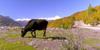 一头黑牛看着相机。佐治亚州的山，斯瓦内蒂，