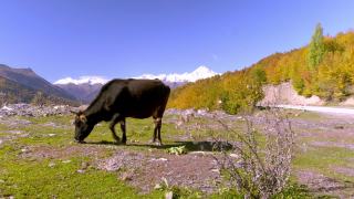 一头黑牛看着相机。佐治亚州的山，斯瓦内蒂，视频素材模板下载