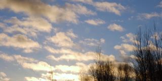 没有叶子的树枝在风中摇曳。树枝树枝蓝天白云。天气预报。气候条件。大自然。在冬天森林。晴朗无云的蓝天。高大的树木。