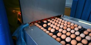 养鸡场的鸡蛋生产线正在运转。在工厂的输送机上分拣鸡蛋。家禽加工厂内的鸡蛋生产。特写镜头。