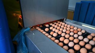 养鸡场的鸡蛋生产线正在运转。在工厂的输送机上分拣鸡蛋。家禽加工厂内的鸡蛋生产。特写镜头。视频素材模板下载