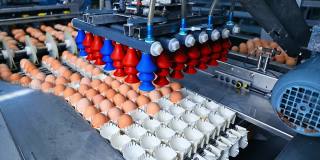在工厂的传送带里的鸡蛋。生产鲜蛋的工业技术。现代制造包装鸡蛋。