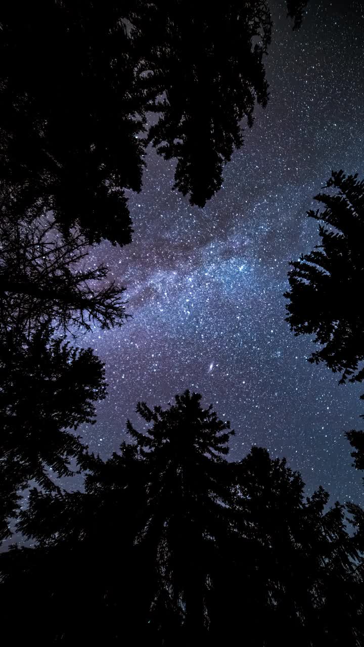 在黑暗的森林中仰望银河系恒星剪影垂直天文学延时背景4K