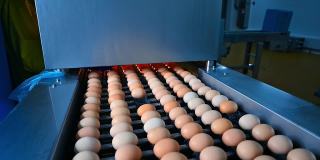 输送线与鸡蛋的行动。家禽加工厂内鸡蛋生产的农业技术。养鸡场的工业设备。