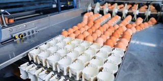 带蛋输送机的运动。从传送带上取出新鲜鸡蛋的自动化机器。家禽养殖场在室内生产有机鸡蛋。
