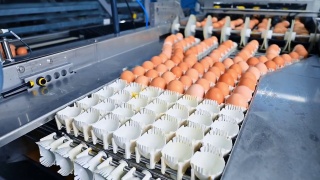 带蛋输送机的运动。从传送带上取出新鲜鸡蛋的自动化机器。家禽养殖场在室内生产有机鸡蛋。视频素材模板下载