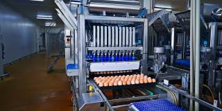 养鸡场里的大托盘分类的鸡蛋。易碎的鸡蛋在传送带上移动。是一家现代化的家禽工业设备制造厂。