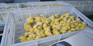 养鸡场的盒子里的小鸡。塑料容器里有许多黄色的新生小鸡。鸡肉工厂在室内。