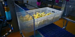 行业的家禽。小鸡在传送带上移动，用专用喷雾器自动接种疫苗。
