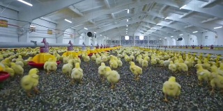 室内养鸡场全景。在一家现代化的家禽加工厂里，可爱的黄色小鸡正在吃东西和生长。小鸡饲养。